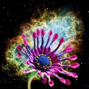 "Out of the blue" African Daisy and Nebula