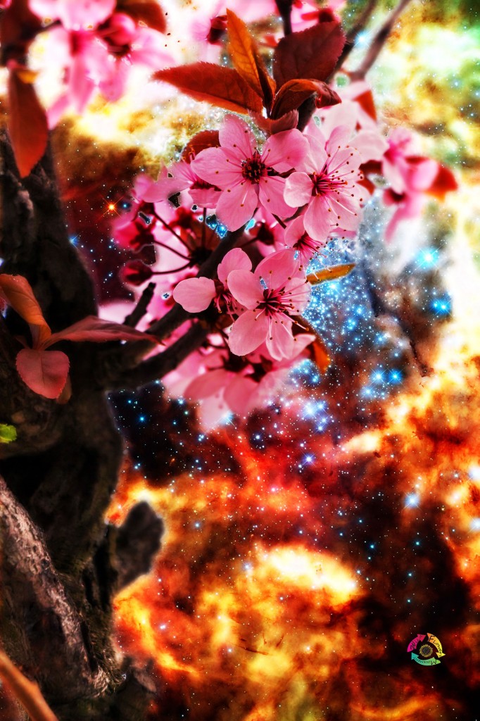 Cherry tree and Cosmos